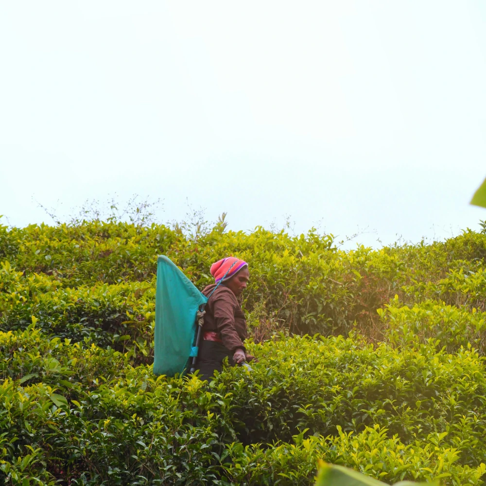 Nuwara Eliya 1 Nuwara Eliya – Sri Lankas Little England in the Hills