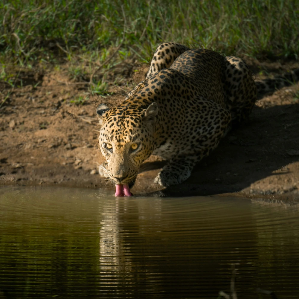 Yala National Park 1 Yala National Park – The Wild Heart of Sri Lanka