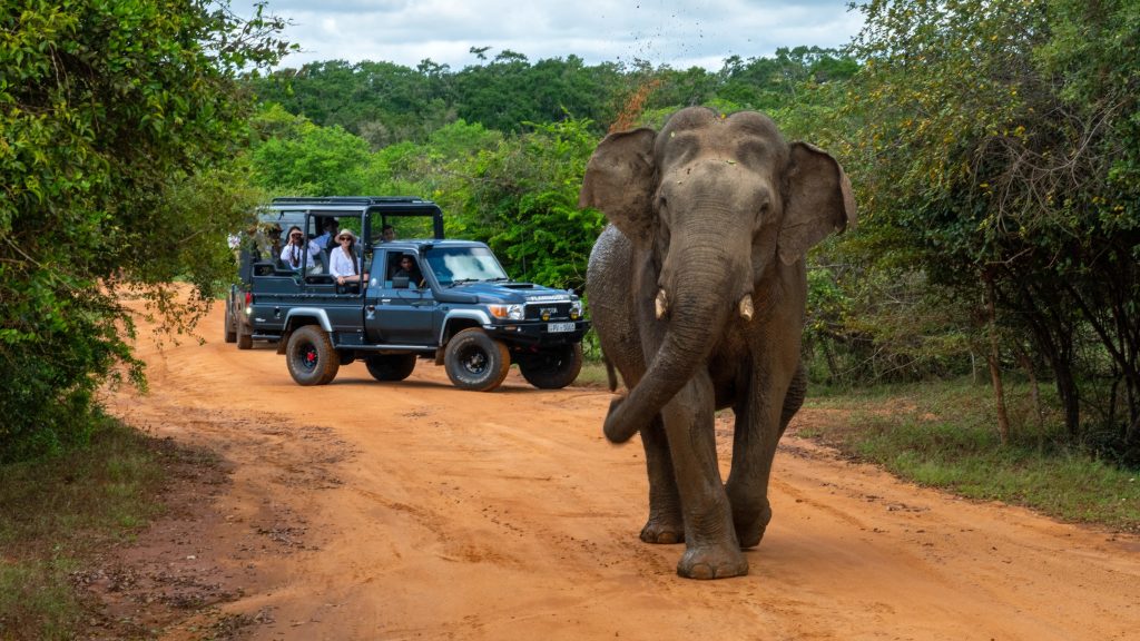 Yala National Park – The Wild Heart of Sri Lanka